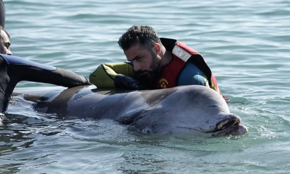 Ολονύχτια προσπάθεια σωτηρίας της μικρής φάλαινας στον Άλιμο